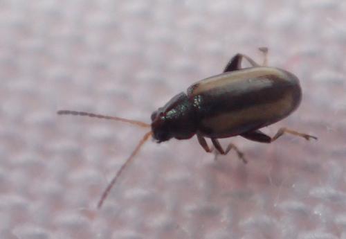 Réf. 208 370 : Phyllotreta sp.